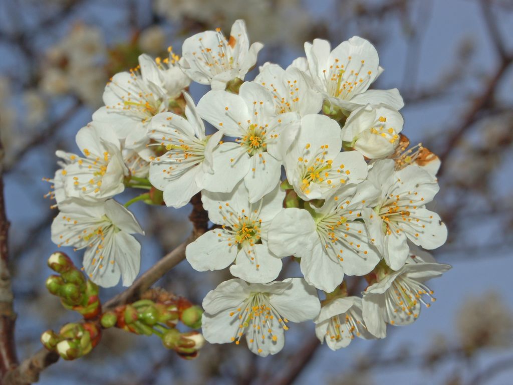 Prunus avium e Crataegus monogyna